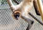 動物図鑑・ジェフロイクモザルの写真 22